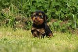 YORKSHIRE TERRIER 596